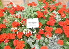 TWOinONE serie van Elsner Pac. Het belangrijkste voordeel van deze serie is de tolerantie. Het is een interspecifieke variëteit, een kruising tussen zonale en peltatum.